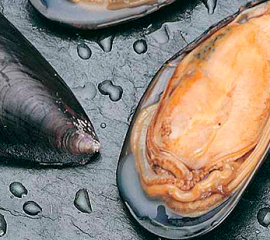Mussel