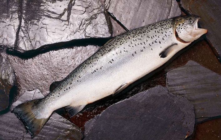 SALMON ATLANTICO