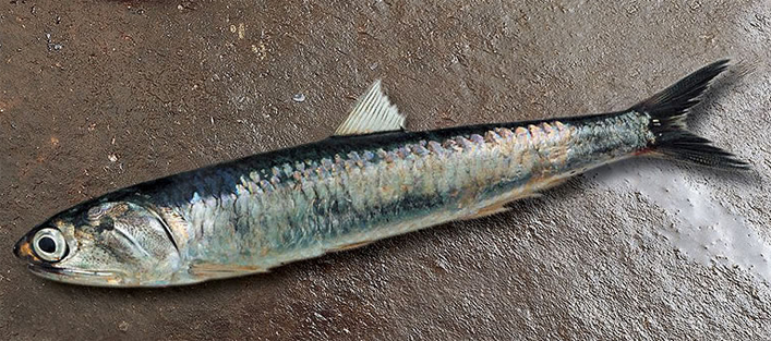 anchoveta