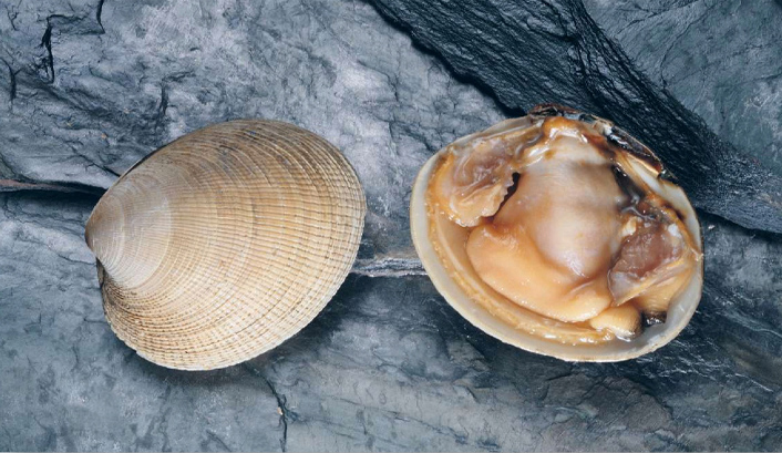 clam