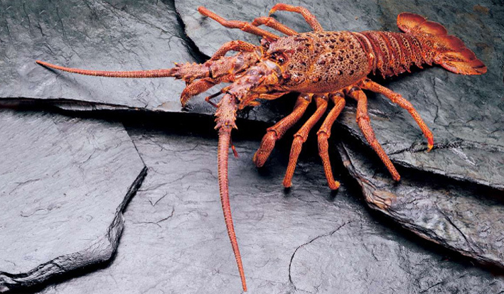 langosta