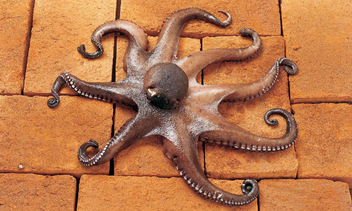 pulpo