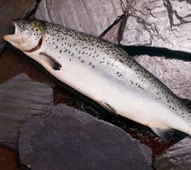 Atlantic Salmon