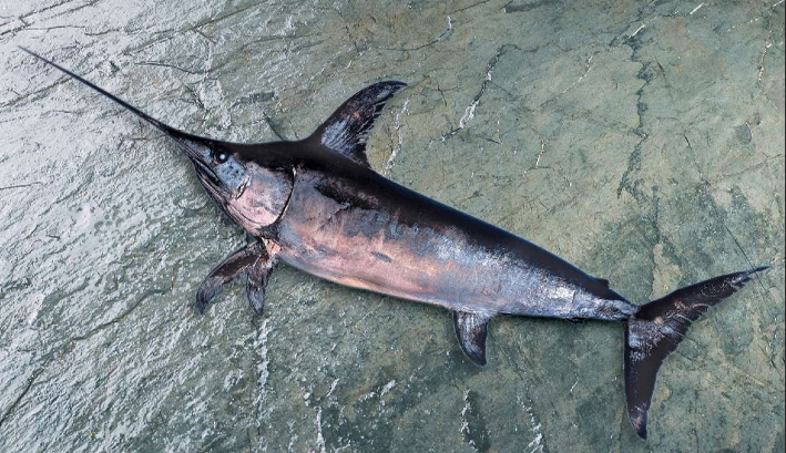swordfish